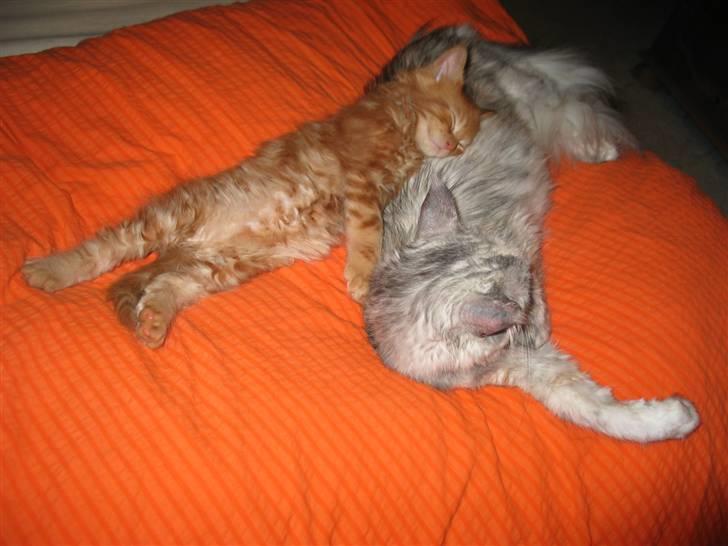 Maine Coon Krammedyret Dusty Dundee - Åhh, intet så godt som at sove ved mor. billede 8