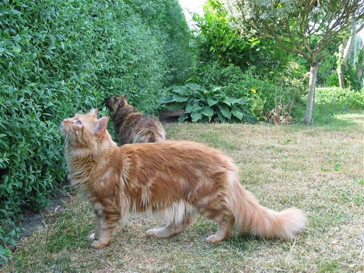 Maine Coon Krammedyret Dusty Dundee - Hvad er der på den anden side? billede 9
