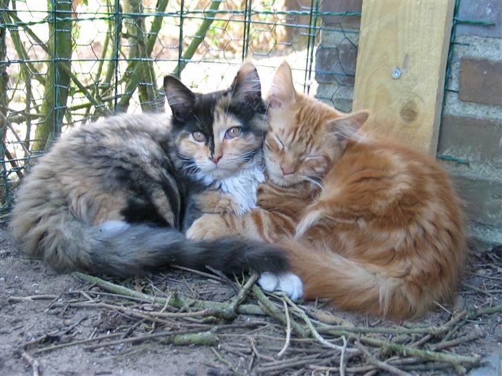 Maine Coon Krammedyret Dusty Dundee - Søskendekærlighed billede 10