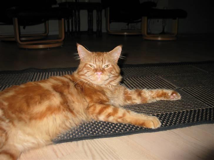 Maine Coon Krammedyret Dusty Dundee - Ville du noget? billede 11