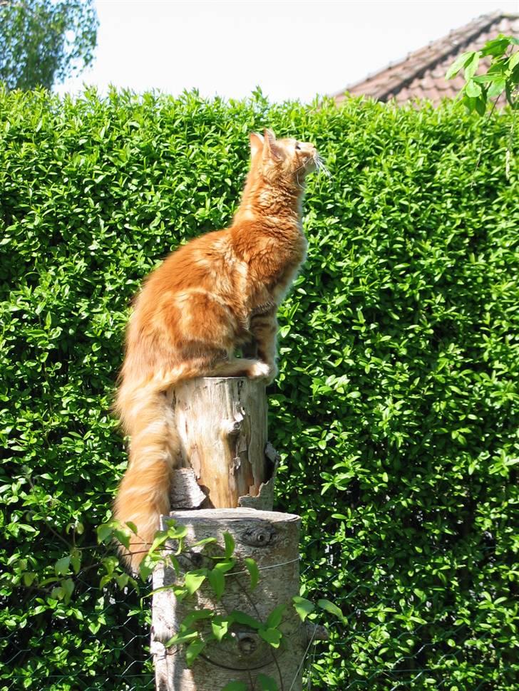 Maine Coon Krammedyret Dusty Dundee - Hvor blev de fugle af? billede 12