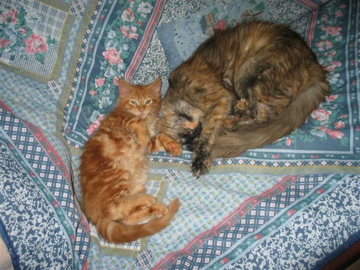 Maine Coon Krammedyret Dusty Dundee - Hygge med Tante Ronja billede 13