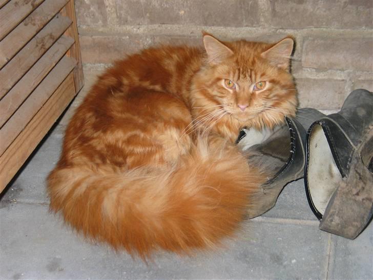 Maine Coon Krammedyret Dusty Dundee - Passer på fars træsko billede 14