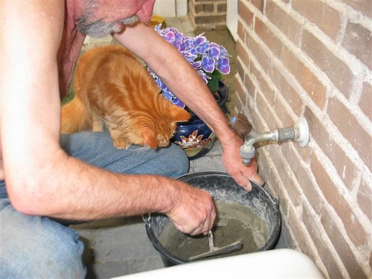 Maine Coon Krammedyret Dusty Dundee - Gad vide om han nu gør det ordentligt? billede 15