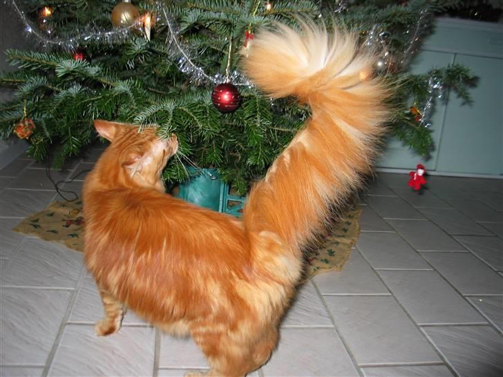 Maine Coon Krammedyret Dusty Dundee - Hmmm, hvad skal jeg nu stjæle? billede 16