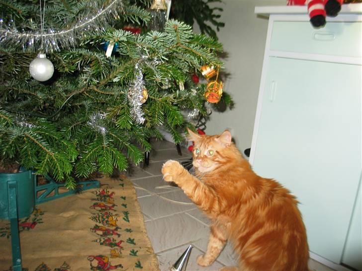 Maine Coon Krammedyret Dusty Dundee - Aha, den er vist fin. billede 17