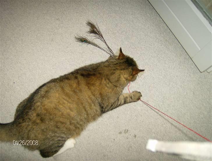 Huskat Lolly Pop (RIP) - Lolly flipper på en påfuglefjer billede 15