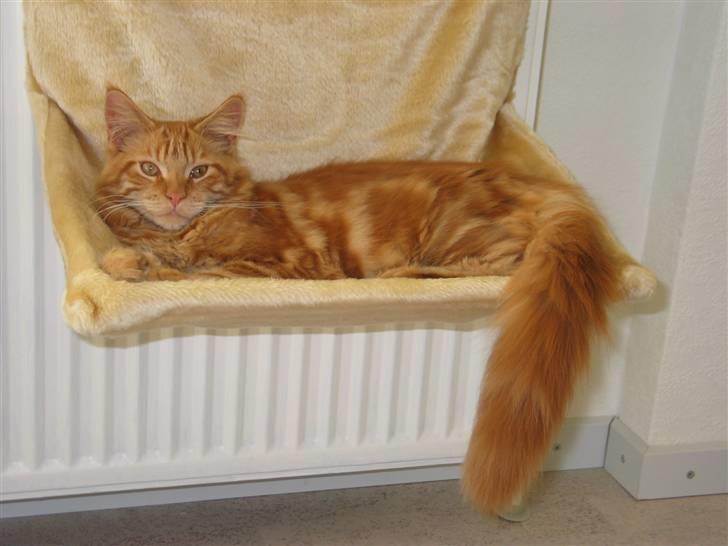 Maine Coon Krammedyret Dusty Dundee - Afslapning billede 18