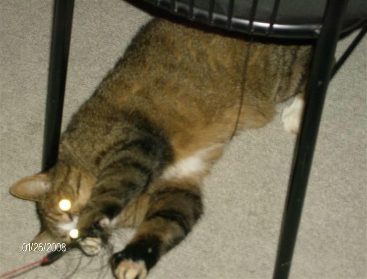 Huskat Lolly Pop (RIP) billede 16