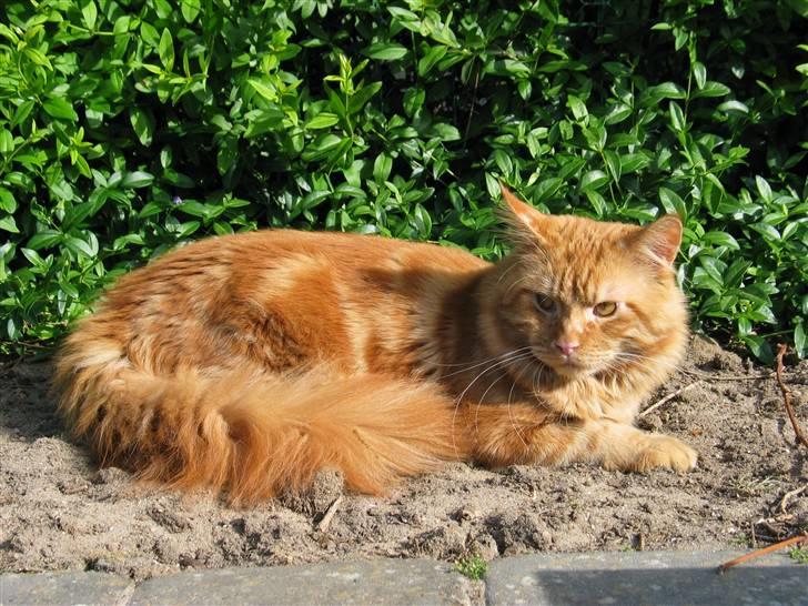 Maine Coon Krammedyret Dusty Dundee - Lidt sol skal man vel have! billede 19