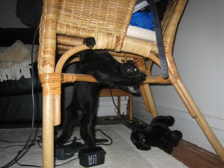 Huskat Simba - Elsker at lege med stolen. Fordi den er ligesom dens ´´Kras´´- træ billede 2