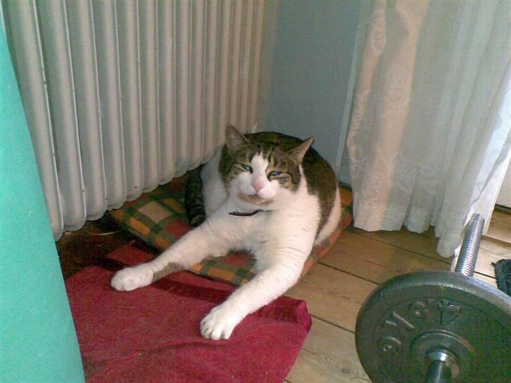 Huskat Georg Ronaldo Jensen billede 16