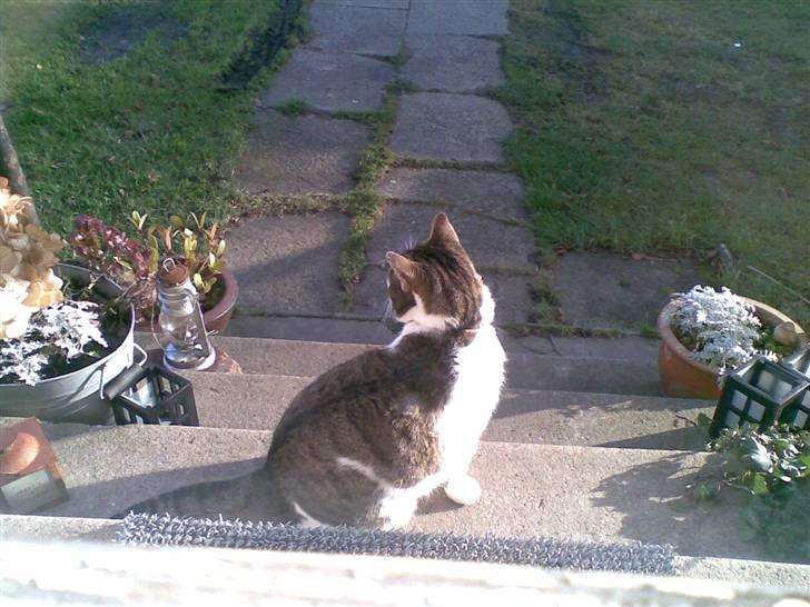 Huskat Georg Ronaldo Jensen billede 17