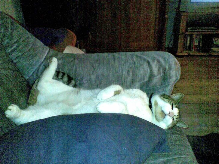 Huskat Georg Ronaldo Jensen billede 18