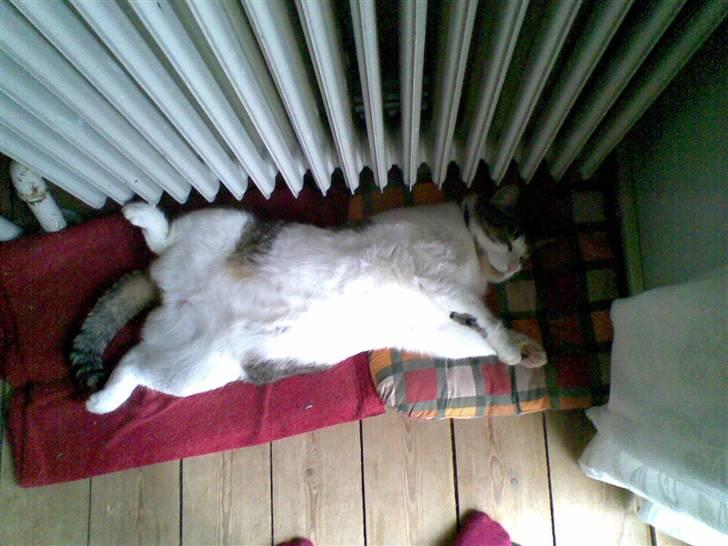 Huskat Georg Ronaldo Jensen billede 19