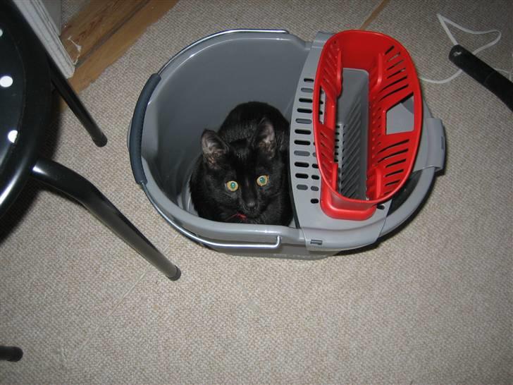 Huskat Simba - Jeg måtte ikke vaske gulv billede 3