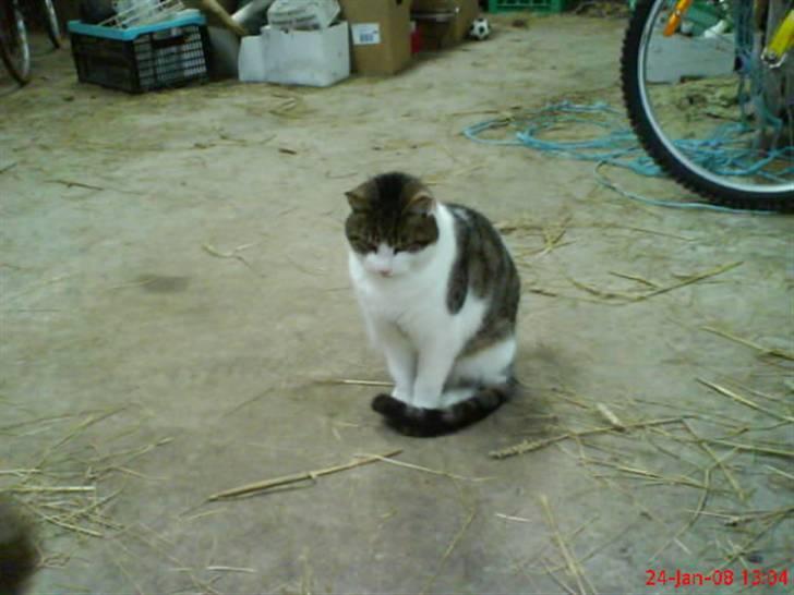 Huskat Pjuske billede 6