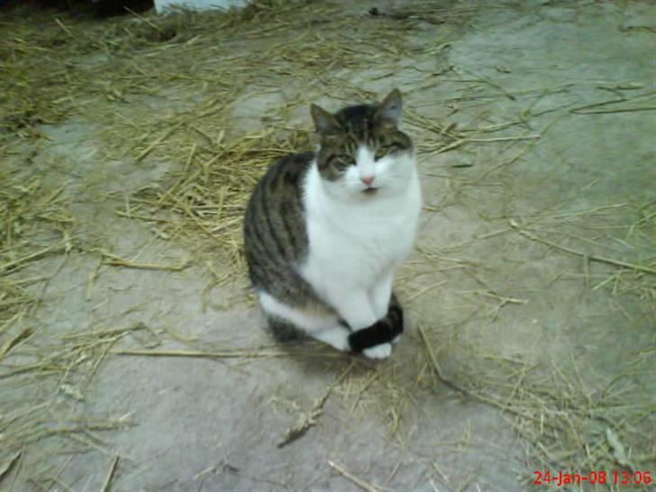 Huskat Pjuske billede 7