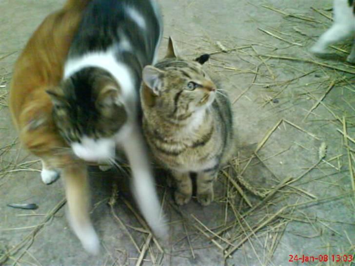 Huskat Puma billede 9