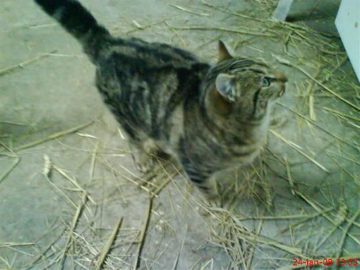 Huskat Puma billede 10