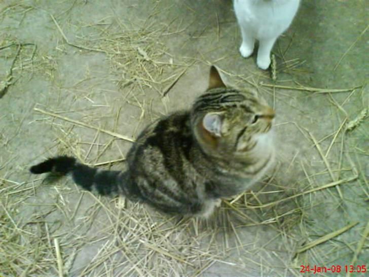 Huskat Puma billede 11