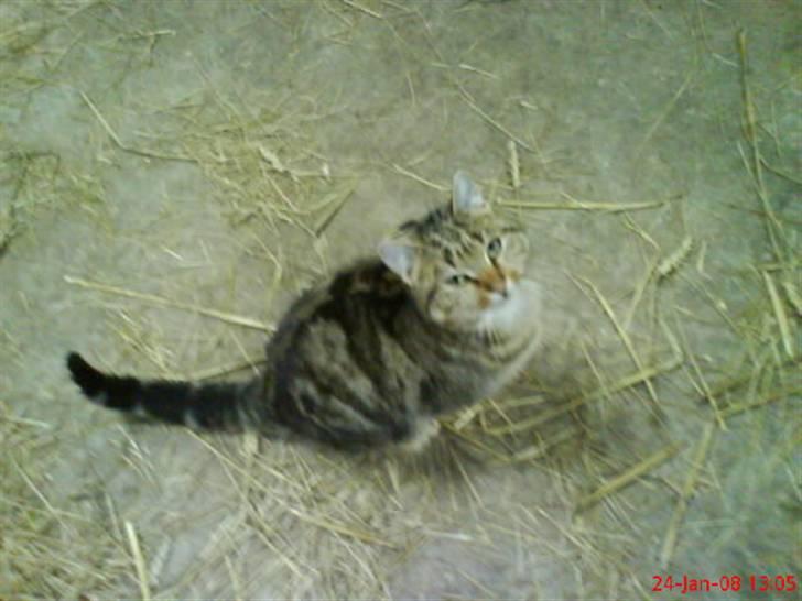 Huskat Puma billede 12