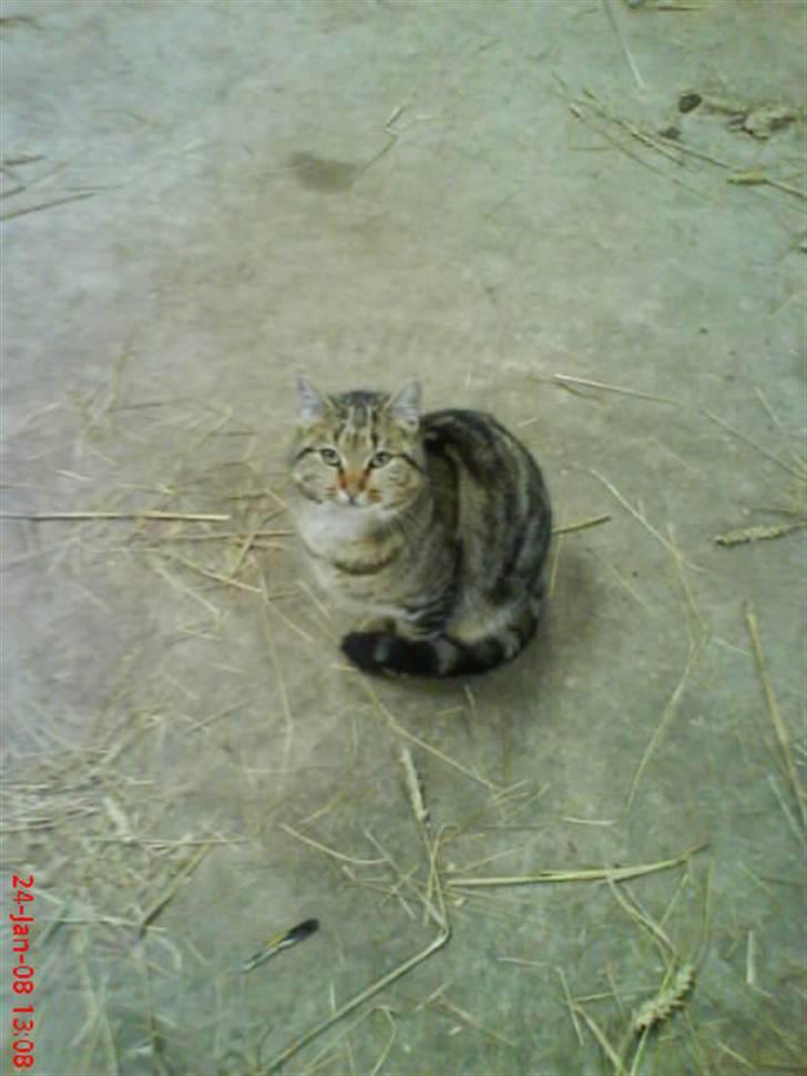 Huskat Puma billede 13