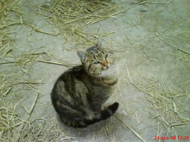 Huskat Puma billede 14