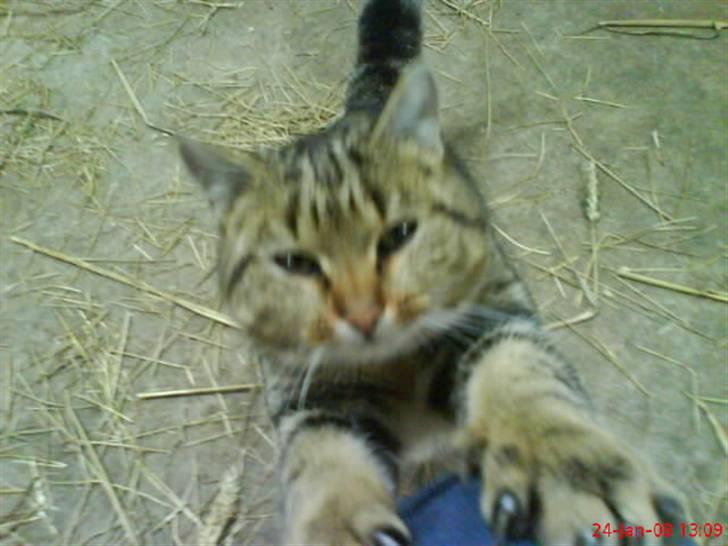 Huskat Puma billede 15