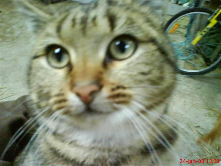 Huskat Puma billede 16