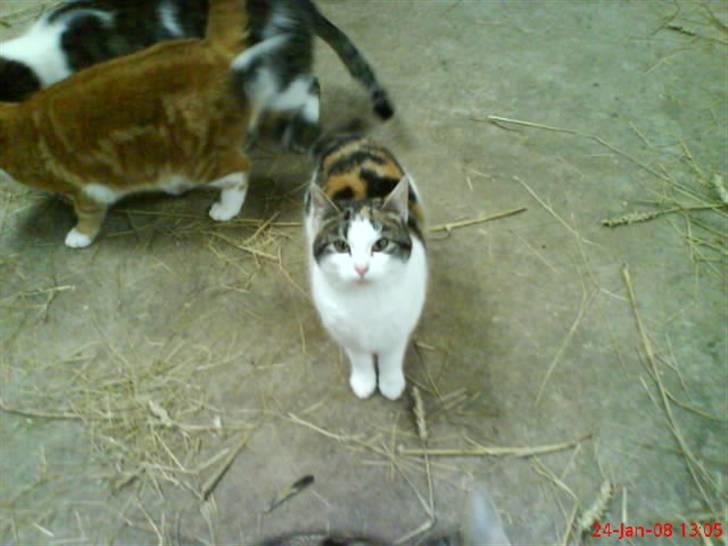 Huskat Babaloo billede 9