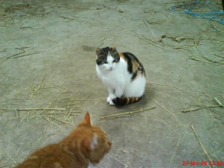 Huskat Babaloo billede 10