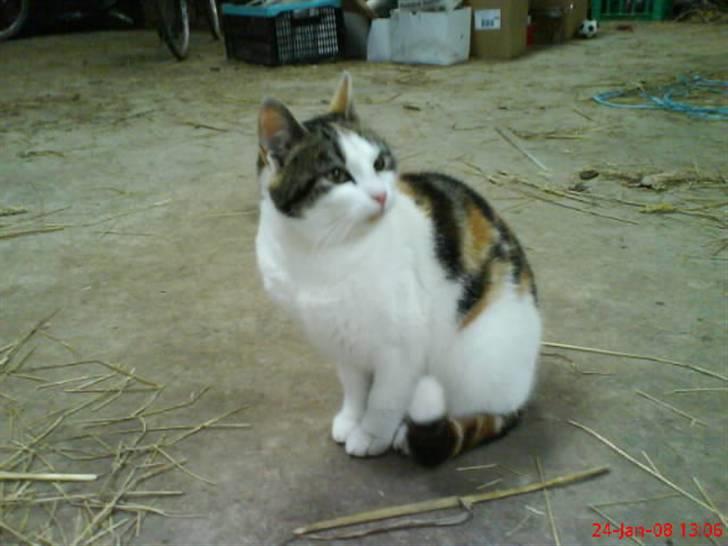 Huskat Babaloo billede 11