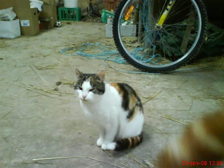 Huskat Babaloo billede 12