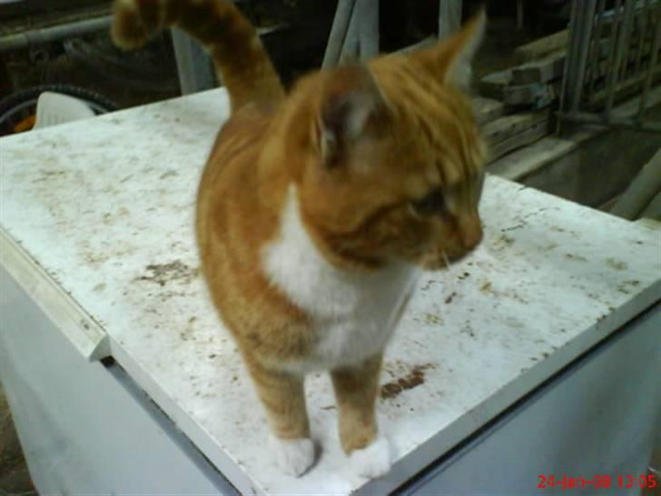 Huskat Futte billede 6