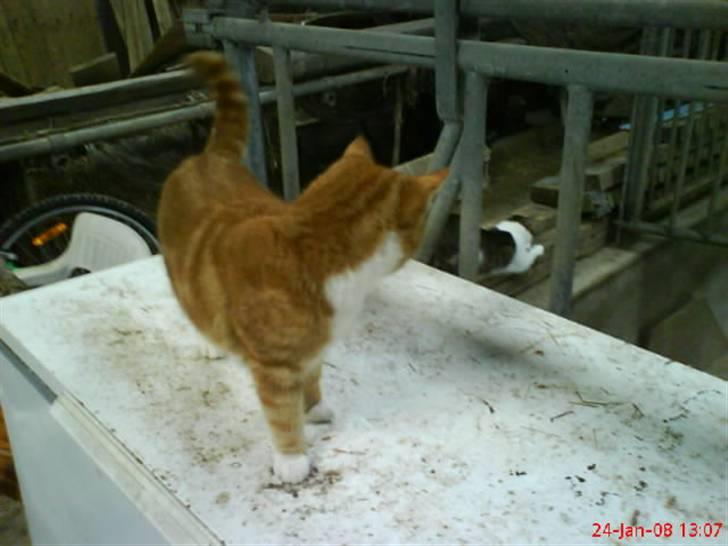 Huskat Futte billede 7