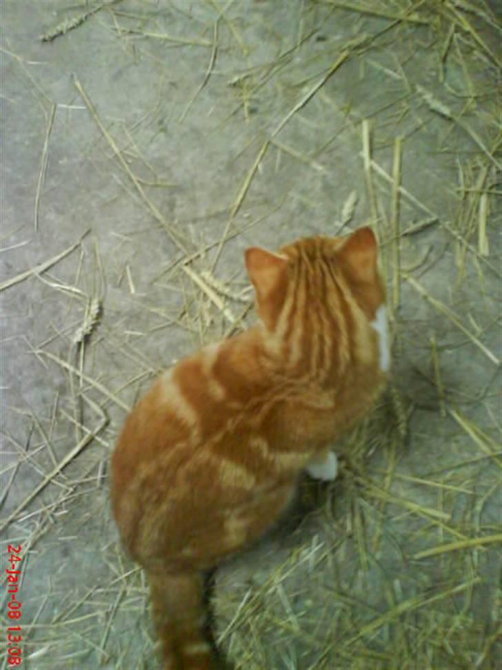 Huskat Futte billede 8