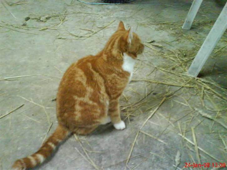 Huskat Futte billede 9