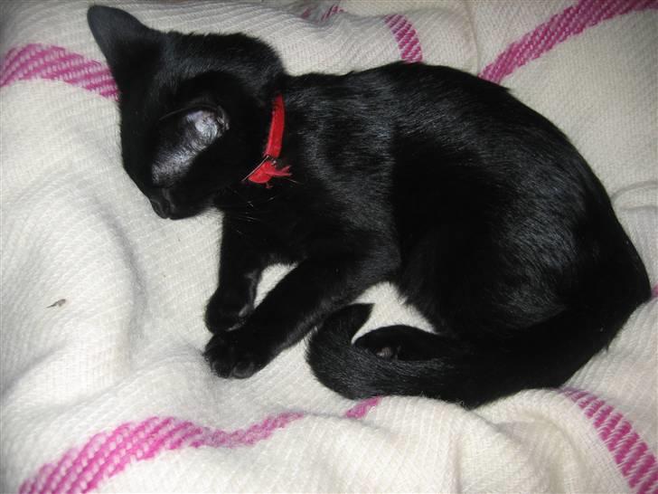 Huskat Simba - Den lille én faldt i søvn.. ZZZ zzZ billede 5