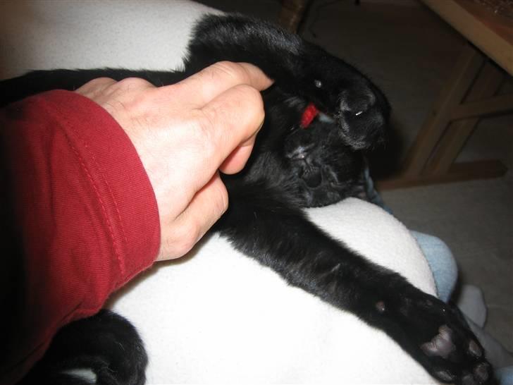 Huskat Simba - Sjov måde at vende hovedet på når man sover.. Derfor jeg elsker ham. billede 6