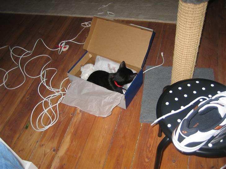 Huskat Simba - Jeg skulle prøve en sko. Så tog han chancen og hoppede op i kassen, hurtigt imens billede 7