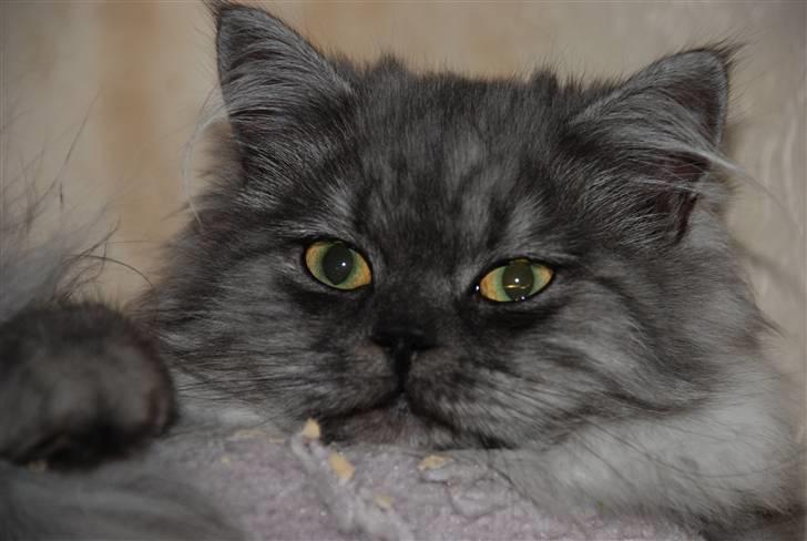 Perser Cleo - Cleo hygger sig  billede 1