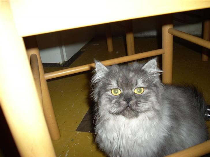 Perser Cleo - Cleo i reolen  billede 2