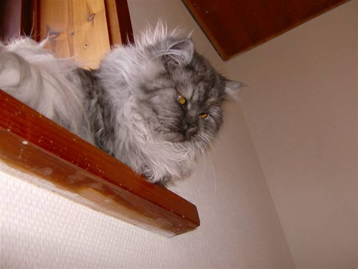 Perser Cleo - Cleo sider på Vinduskarmen billede 3