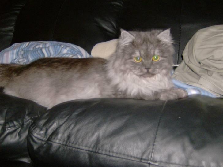 Perser Cleo - Cleo nyder den nye Sofa billede 4