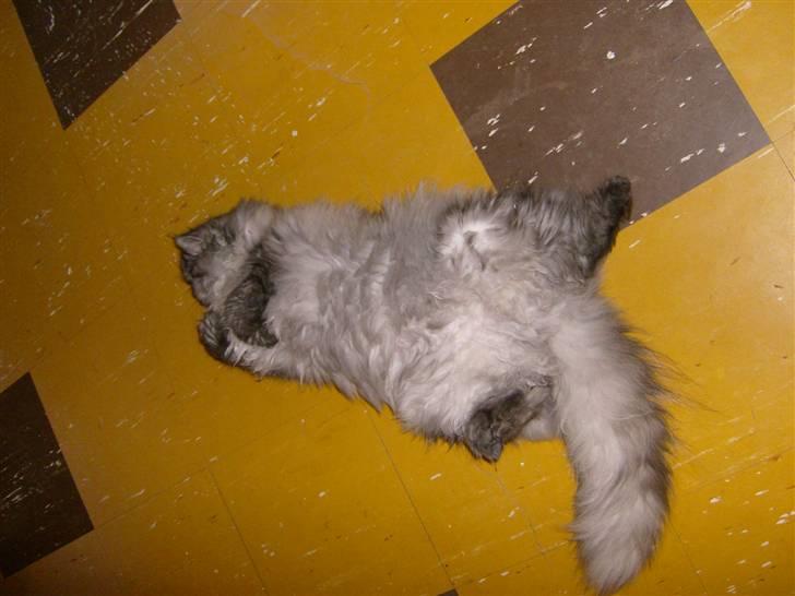 Perser Cleo - Cleo daser mit på Køkken gulvet  billede 5