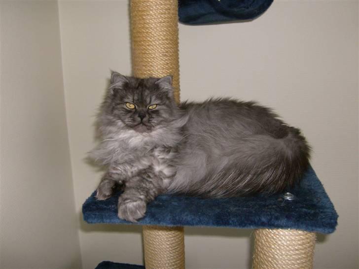 Perser Cleo - Cleo har fået ny plads på det nye krastræ billede 6