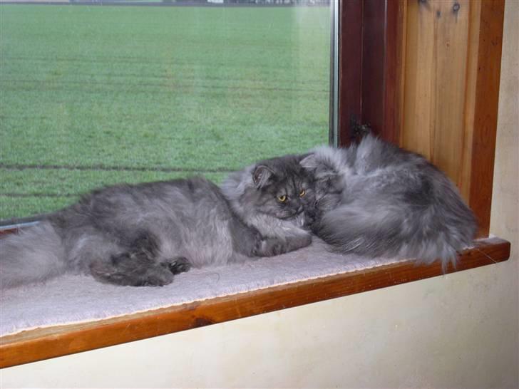 Perser Cleo - Cleo sammen med sin søster de elsker at ligge i vinduskarmen billede 7