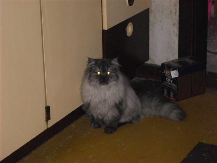 Perser Cleo - Cleo elsker at spise så hun har fundet skabet hvor katte maden står billede 8