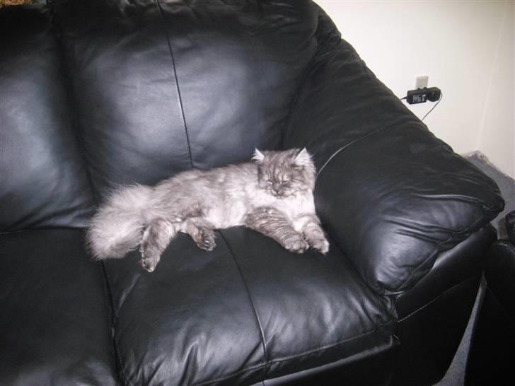 Perser Cleo - ja efter et godt måltid dasser man da i den blødee sofa  billede 9